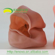 EN-U1 Cheap Head Mask Wholesale Dental Training Model Head Mask Manufacturer China